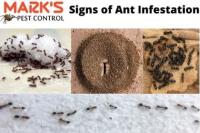 Ant Control perth image 2