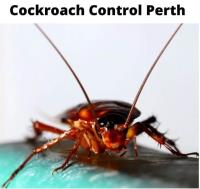 Cockroach Control Perth image 3