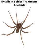 Spider Control Adelaide image 3