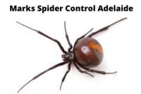 Spider Control Adelaide image 4