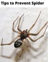 Spider Control Adelaide image 7