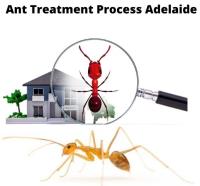 Ant Control Adelaide image 4