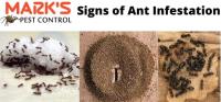 Ant Control Adelaide image 6