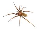 Spider Control Melbourne logo