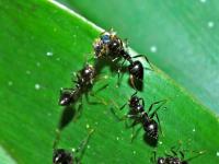 Ant Control Melbourne image 2