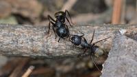 Ant Control Melbourne image 5
