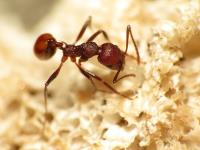 Ant Control Melbourne image 1
