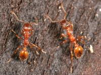 Ant Control Melbourne image 10