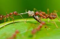 Ant Control Melbourne image 13
