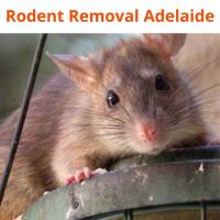 Rodent Control Adelaide image 2