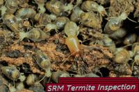 SRM Pest Control image 5