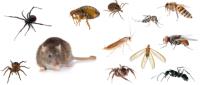 Pest Control Woorim image 3