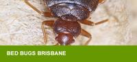 NO1 Pest Control Brisbane image 3