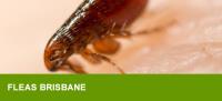 NO1 Pest Control Brisbane image 5
