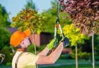 Dons Tree Services image 1
