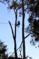 Kiwi Tree Lopping image 2