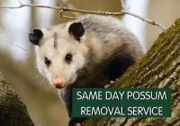 Possum Removal Melbourne image 5