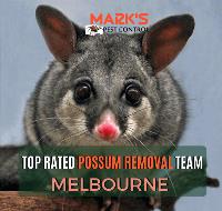Possum Removal Melbourne image 6