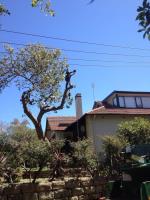 Affordable Tree Services Northern Beaches image 7