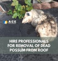 Best Possum Removal Brisbane image 2