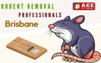 Extermination of Rats Brisbane image 2
