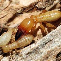 Termite Removal Brisbane image 2