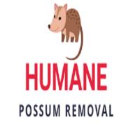 Humane Possum Removal image 3