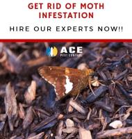 Ace Moth Control Brisbane image 3