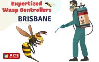 Wasp Removal Brisbane image 1