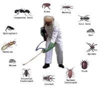 Pest Control Sydney image 6