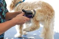 Dog Grooming Mandurah image 1