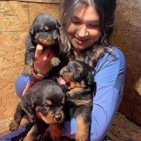 Rottweiler Puppies For Sale image 1