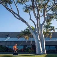 Aussie Tree Removal Ballarat image 2