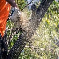 Aussie Tree Removal Ballarat image 4