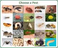 Pest Control Brisbane image 2