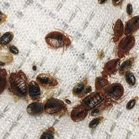 Pest Control Spring Hill image 1