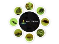 Pest Control Coogee image 3
