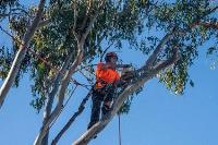 Aussie Tree Lopping Wollongong image 4