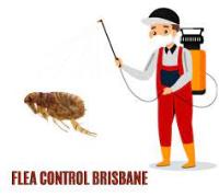 Flea Control Brisbane image 1