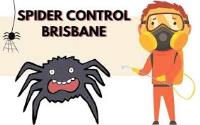 Spider Control Brisbane image 1