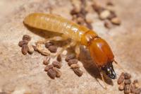 Termite Control Northgate image 3