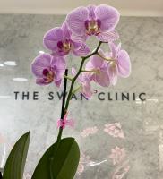 The Swan Clinic image 2