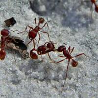 Ant Control Moreton Bay image 1