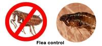 Flea Control Moreton Bay image 1