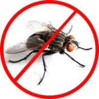 Flies Control Redland image 1