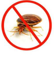Bedbugs Control Logan image 1