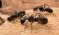 Best Pest Control Canberra image 8