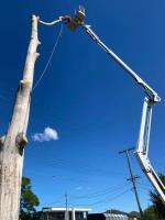 Affordable Dan's Tree Services image 11
