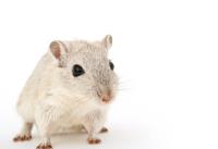 Pest Ban Rodent Control Sydney image 3