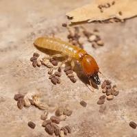 Termite Control Toowoomba image 2